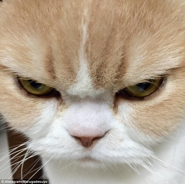 Koyuki: la gata japonesa que amenaza con destronar al ‘Gato Gruñón’